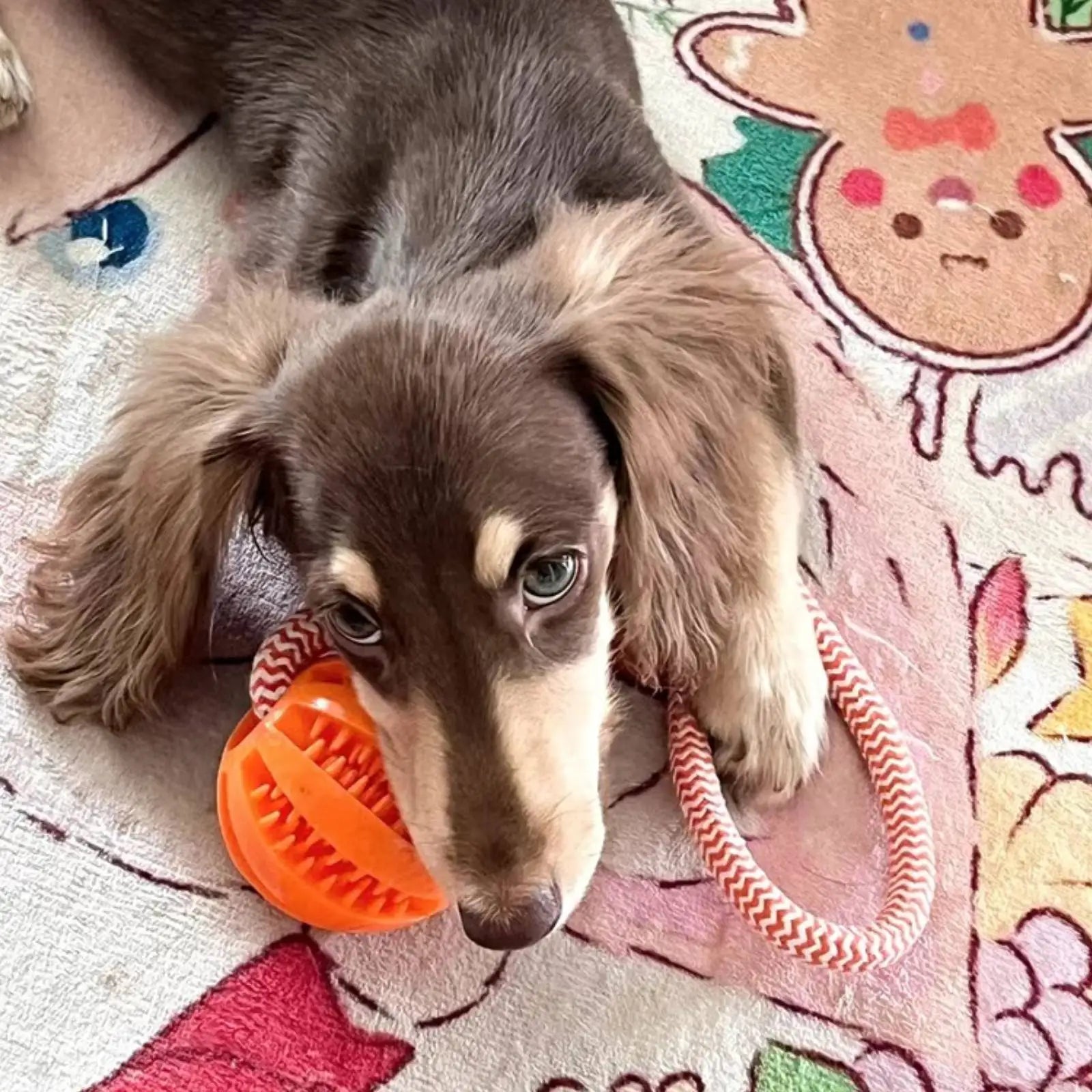 Interactive dog toy ball – durable rubber rope toy for chewing and fetching