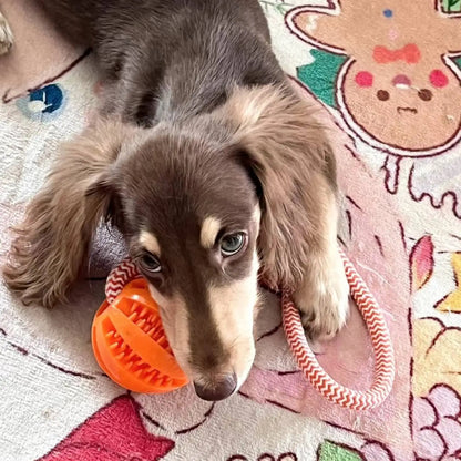 Interactive dog toy ball – durable rubber rope toy for chewing and fetching